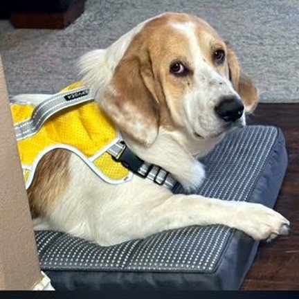 GUS - Basset Hound / Great Pyrenees available for adoption