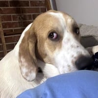 GUS - Photo 3