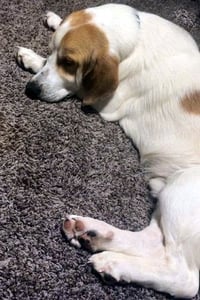 GUS - Photo 4