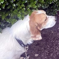 GUS - Photo 5
