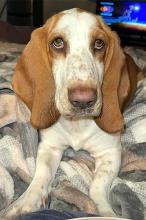 LUNA 2 - Basset Hound available for adoption