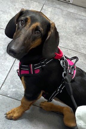 CHARLOTTE - Basset Hound / German Shepherd Dog available for adoption