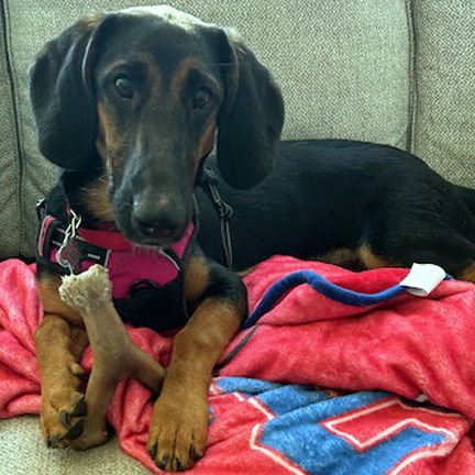 CHARLOTTE - Basset Hound / German Shepherd Dog available for adoption