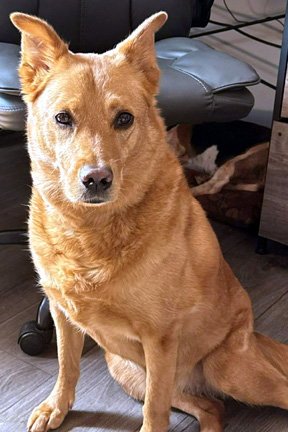 CASSIE Image