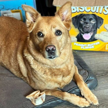 CASSIE - Labrador Retriever / Akita available for adoption