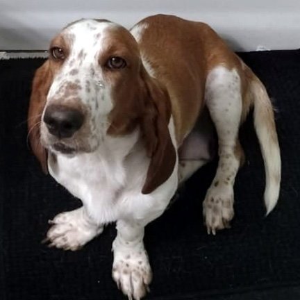 SANDY - Basset Hound available for adoption