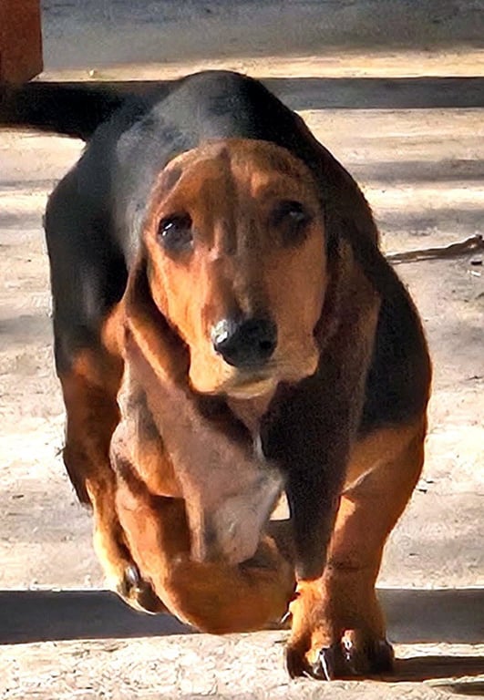 ROSIE - ADOPTION PENDING! Image