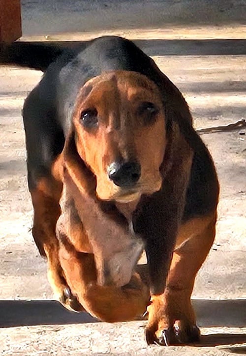 ROSIE - ADOPTION PENDING!