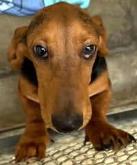 ROSIE - ADOPTION PENDING! - Photo 3