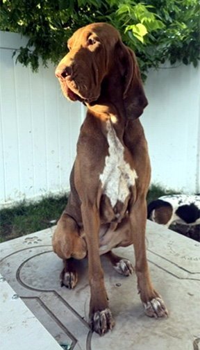 POEMMA - Bloodhound / Pointer available for adoption