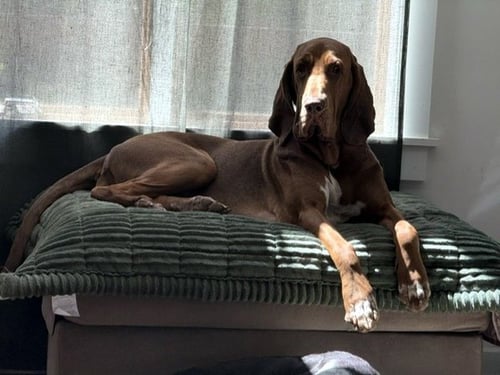 POEMMA - Bloodhound / Pointer available for adoption