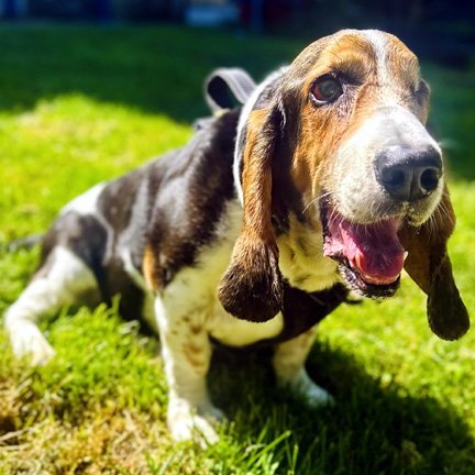 TOBIAS - Basset Hound available for adoption