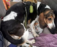 TOBIAS - Photo 3