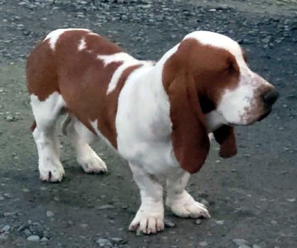 COPPER - Basset Hound available for adoption