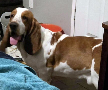 COPPER - Basset Hound available for adoption