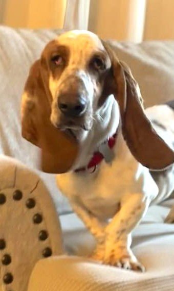 ROYCE - ADOPTION PENDING! - Basset Hound available for adoption