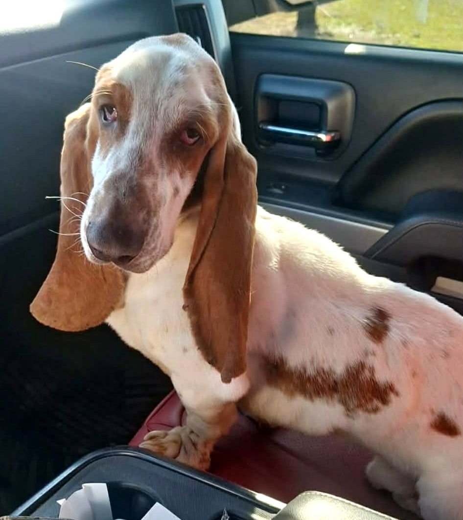 ROYCE - ADOPTION PENDING! - Basset Hound available for adoption