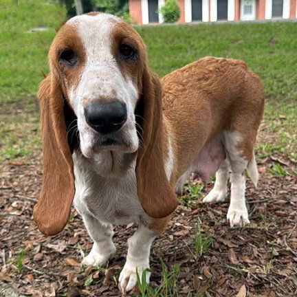 BUTTERSCOTCH - ADOPTION PENDING! Image