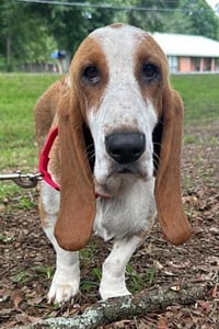 BUTTERSCOTCH - ADOPTION PENDING! - Photo 4