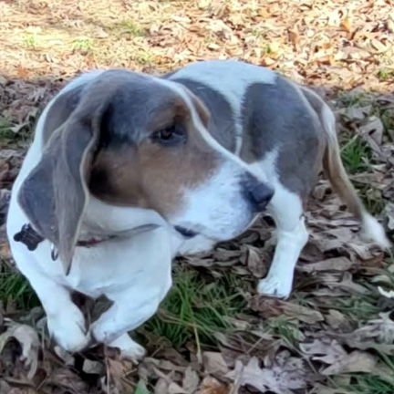 GOOSE - Basset Hound available for adoption