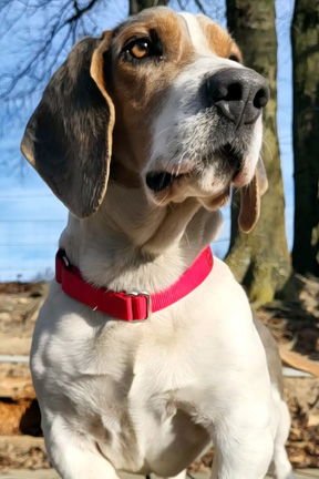 GOOSE - Basset Hound available for adoption