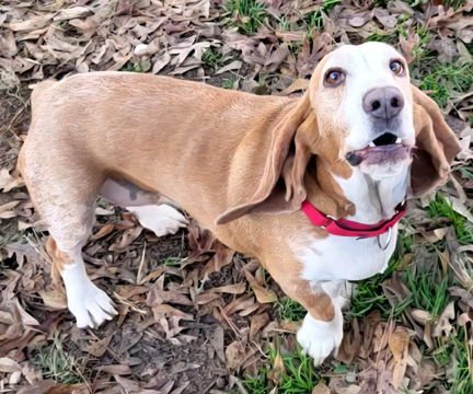 HONEY - Basset Hound available for adoption