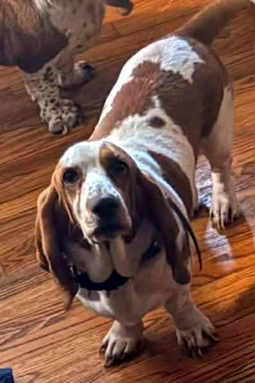 JEMMA 2 - ADOPTION PENDING!