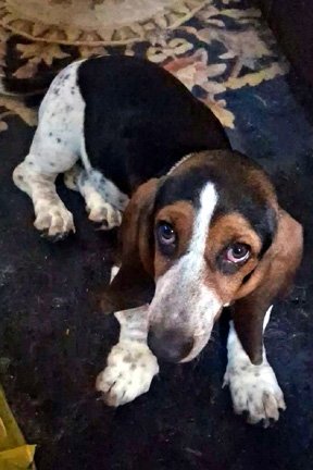 NIKKI - ADOPTION PENDING! Image