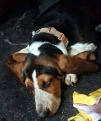 NIKKI - ADOPTION PENDING! - Photo 2