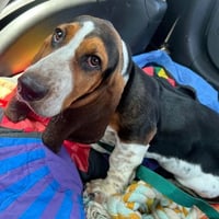 NIKKI - ADOPTION PENDING! - Photo 3