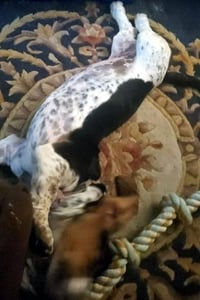 NIKKI - ADOPTION PENDING! - Photo 4