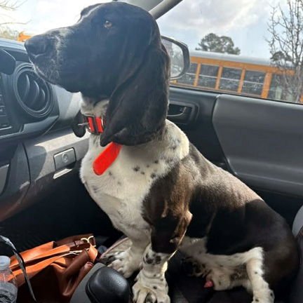 FLASH - ADOPTION PENDING! - Basset Hound available for adoption