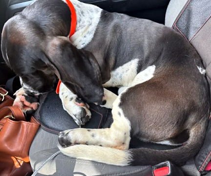 FLASH - ADOPTION PENDING! - Basset Hound available for adoption