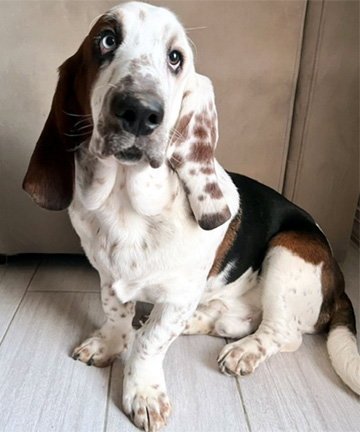 MOMENT - Basset Hound available for adoption