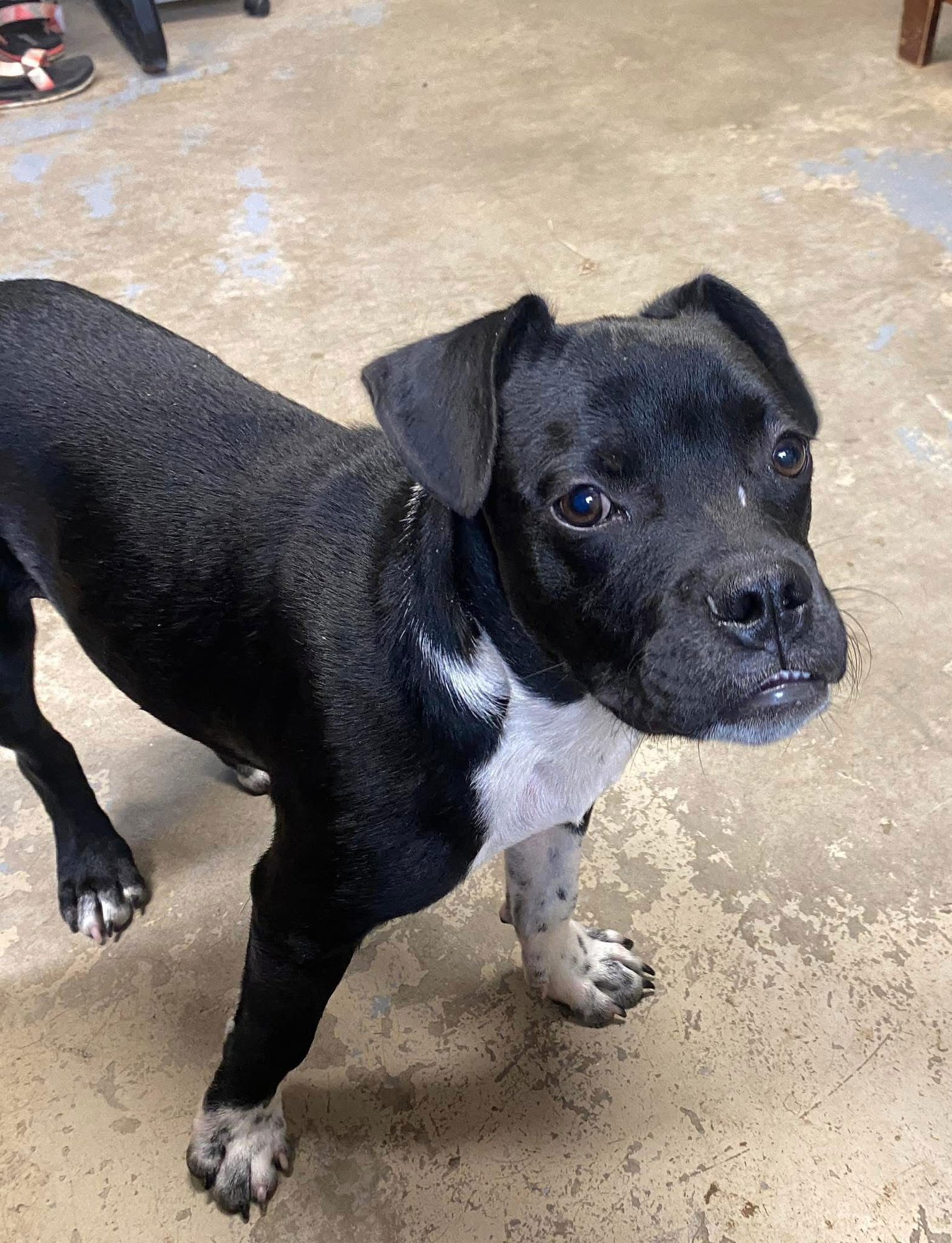 BUTCH - American Staffordshire Terrier / Bulldog available for adoption