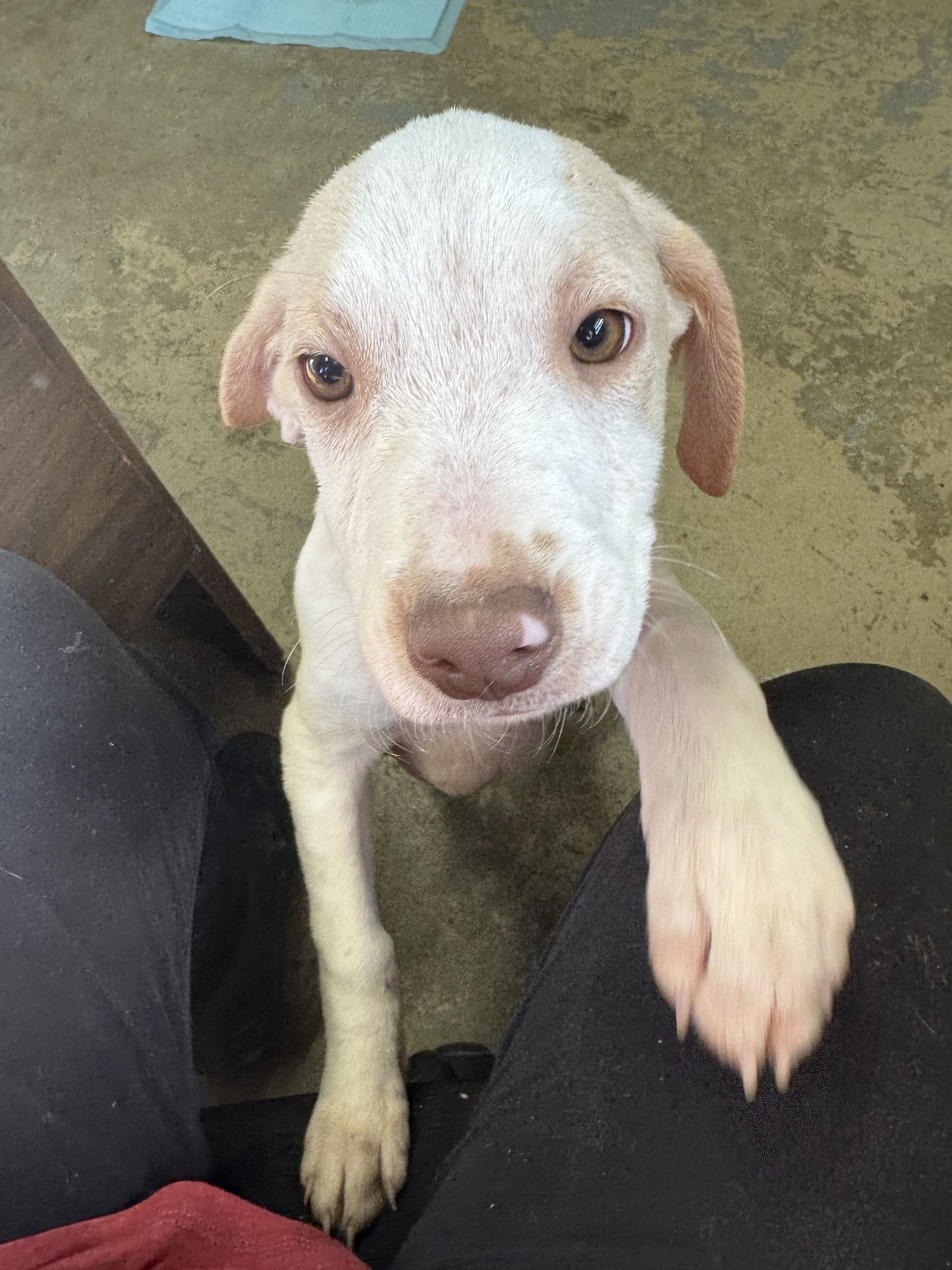 PRINCESS - Beagle / Pit Bull Terrier available for adoption