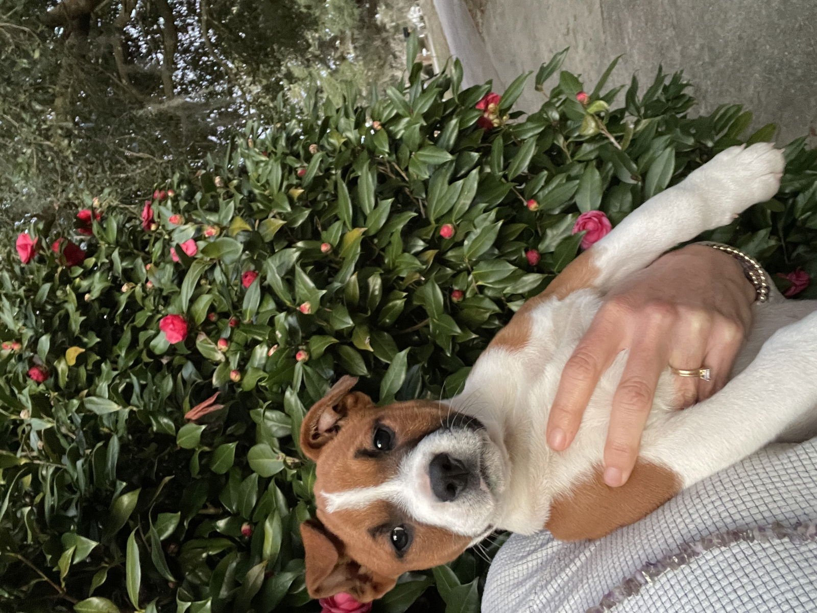 RIVER - Unknown available for adoption