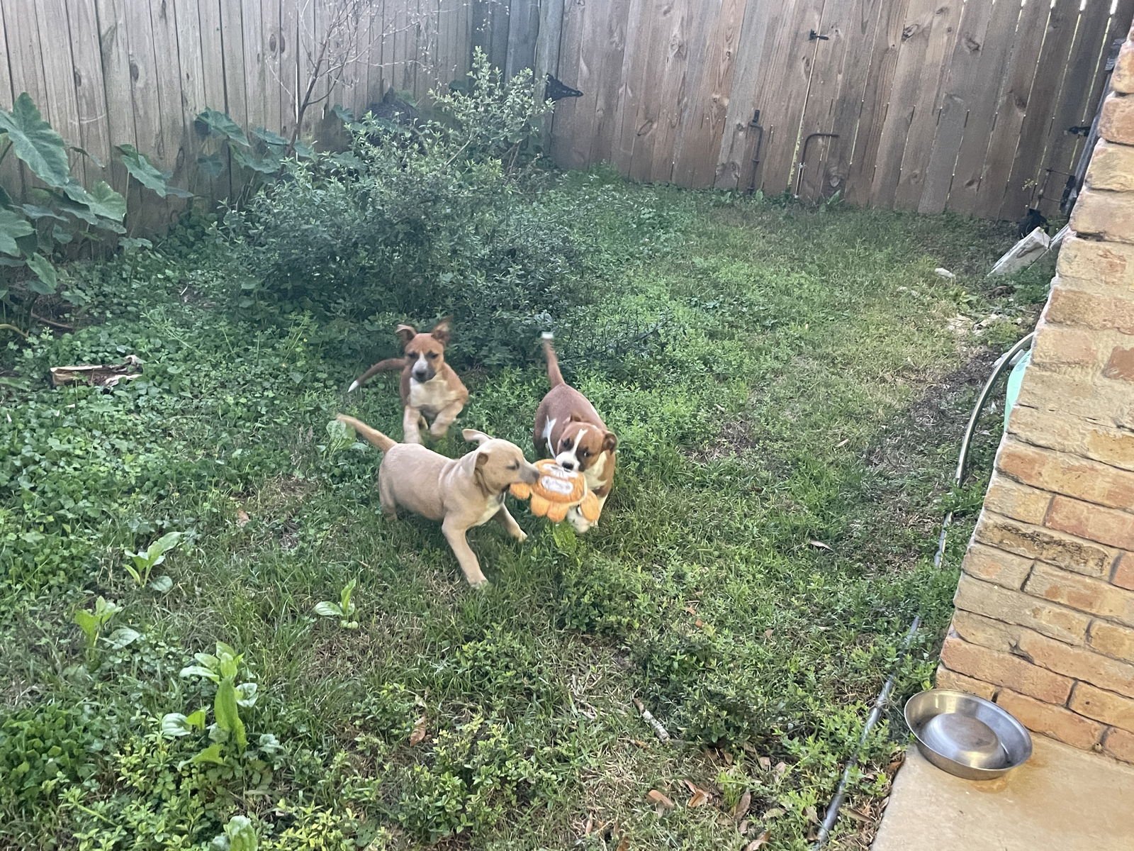 RIVER - Unknown available for adoption