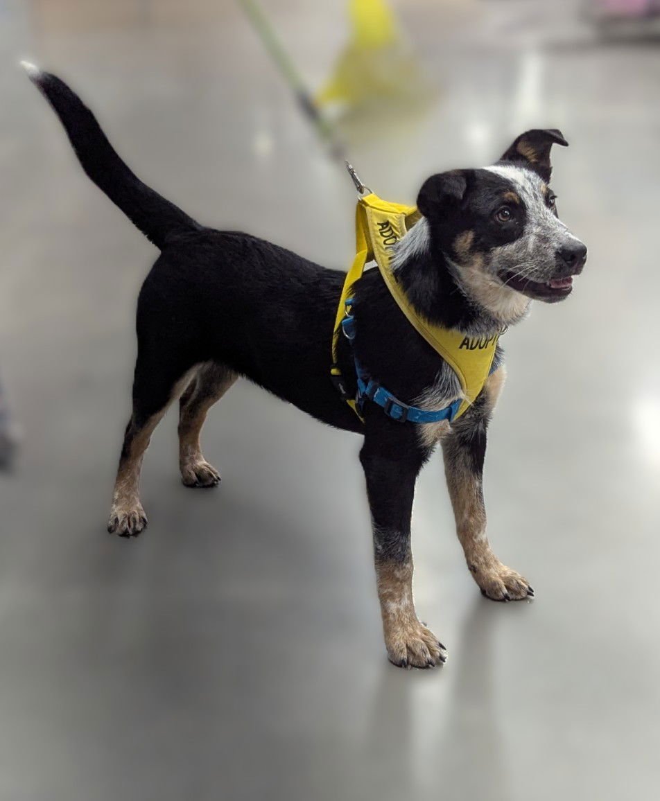 JASPER - Cattle Dog available for adoption
