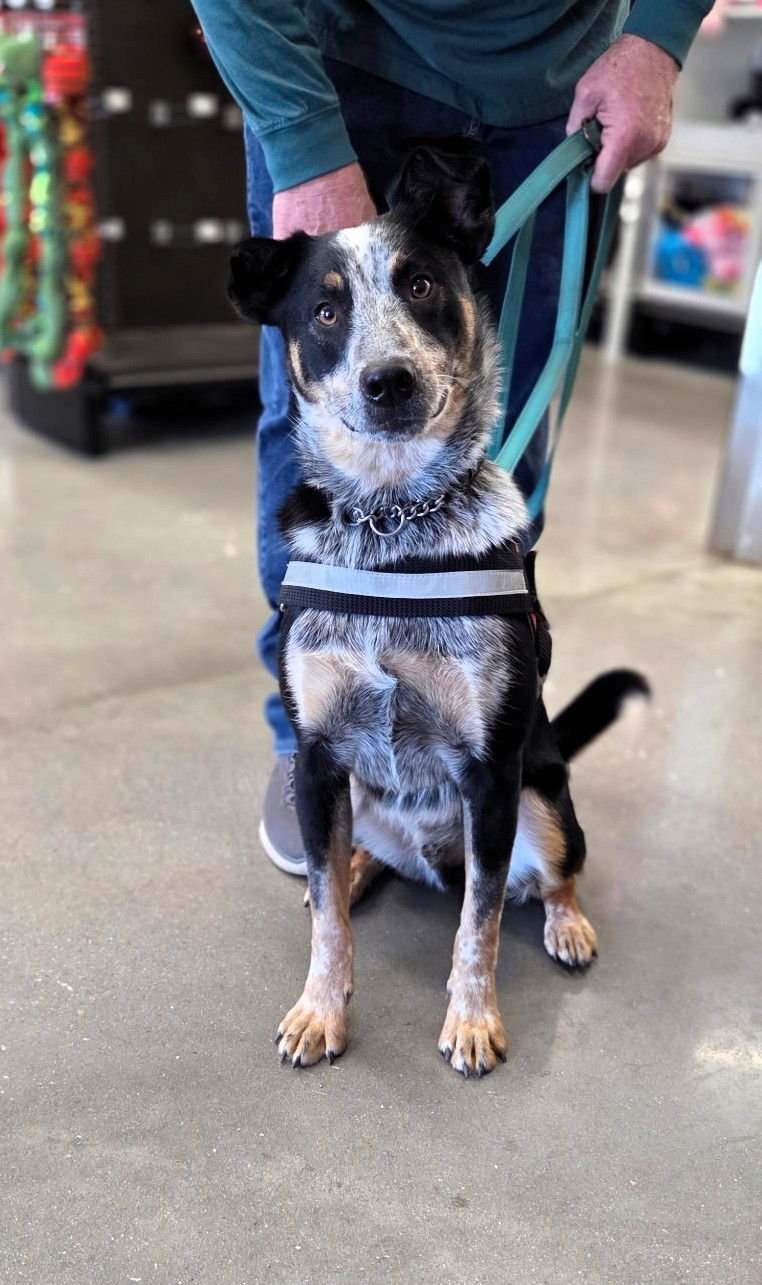 JASPER - Cattle Dog available for adoption