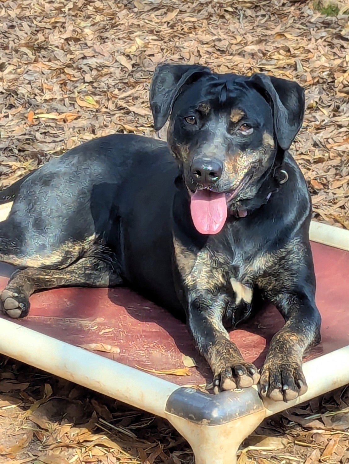 NELL - Hound / Labrador Retriever available for adoption