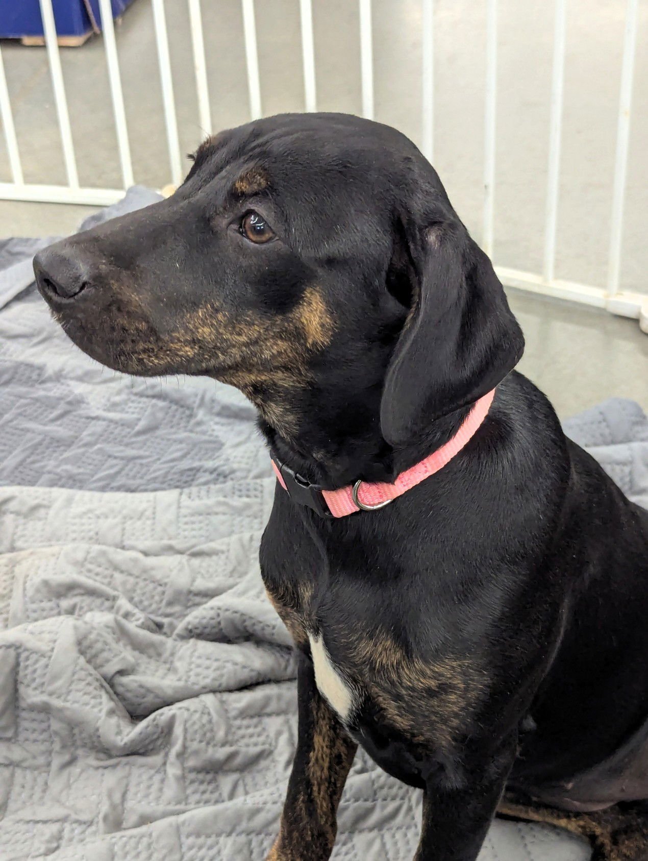 NELL - Hound / Labrador Retriever available for adoption