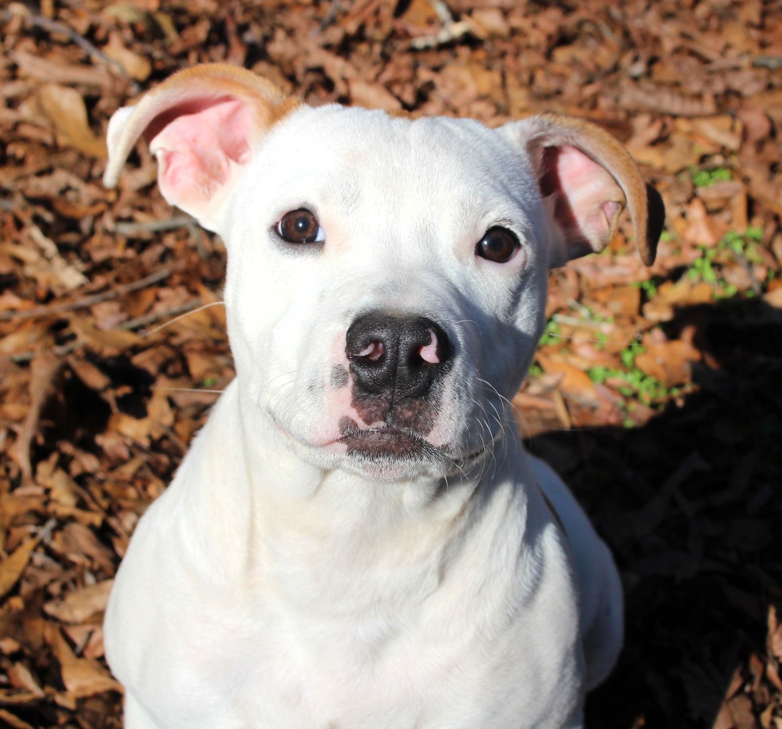 PRINCESS MISSY THE DIVINE - Bulldog / American Pit Bull Terrier available for adoption