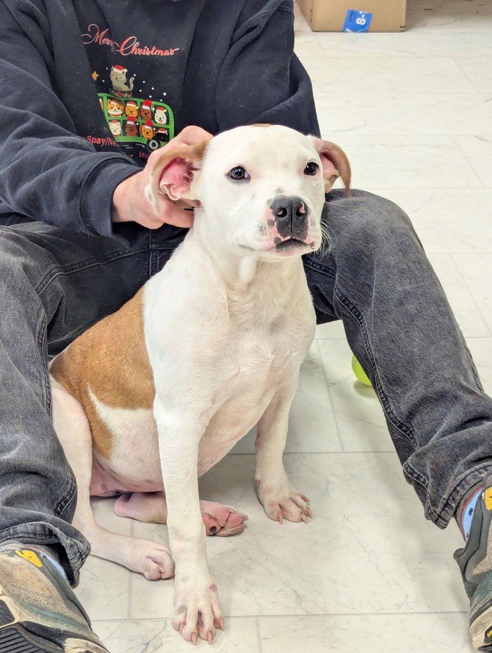PRINCESS MISSY THE DIVINE - Bulldog / American Pit Bull Terrier available for adoption