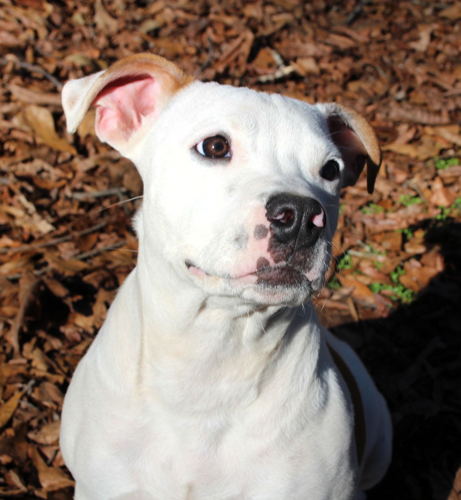 Princess Missy the Divine - Photo 4