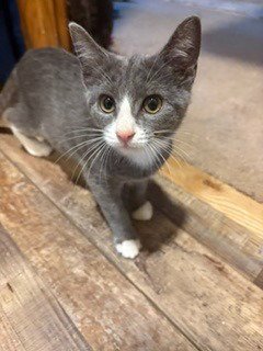 JANE - Domestic Short Hair available for adoption