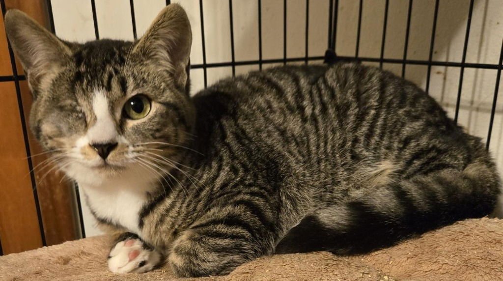 ASHES - Domestic Short Hair available for adoption