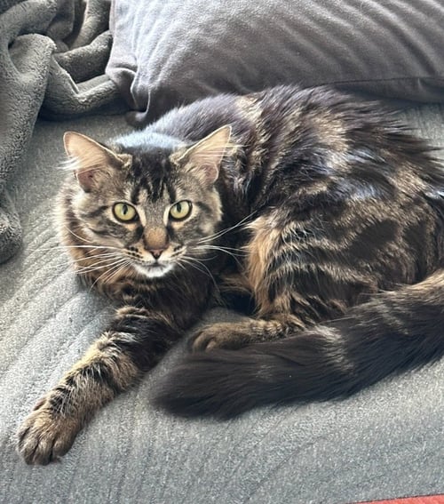 KONEKO - Domestic Medium Hair available for adoption