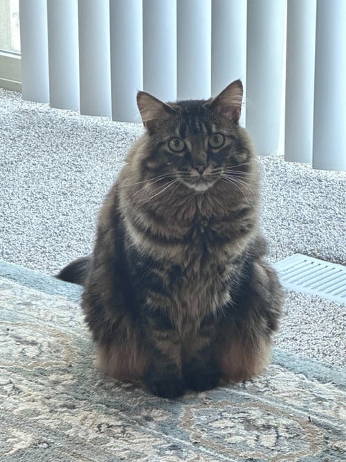 KONEKO - Domestic Medium Hair available for adoption