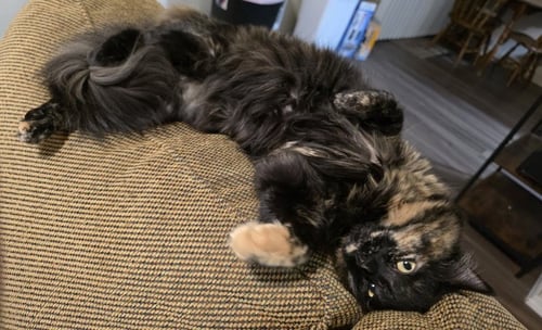 TB - ETHEL - Domestic Medium Hair for adoption in Gresham